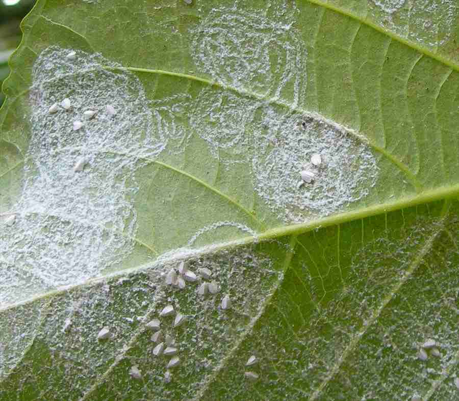 Insecticide on sale for whiteflies